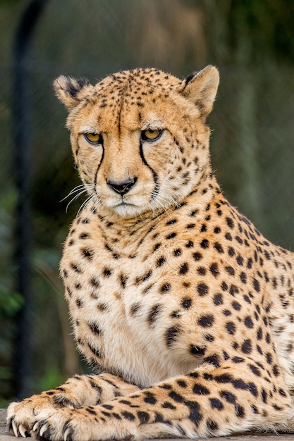 Close-up van een cheetah die wegkijkt