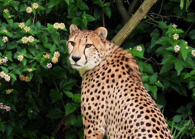 Foto close-up van een cheetah op een boom