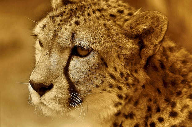 Close-up van een cheetah