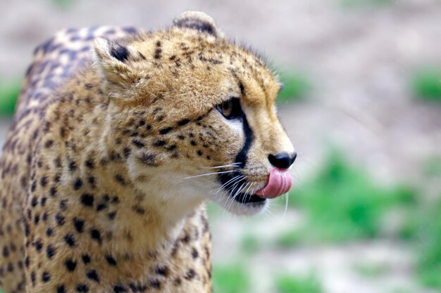 Foto close-up van een cheetah