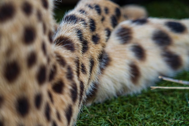 Close-up van een cheetah