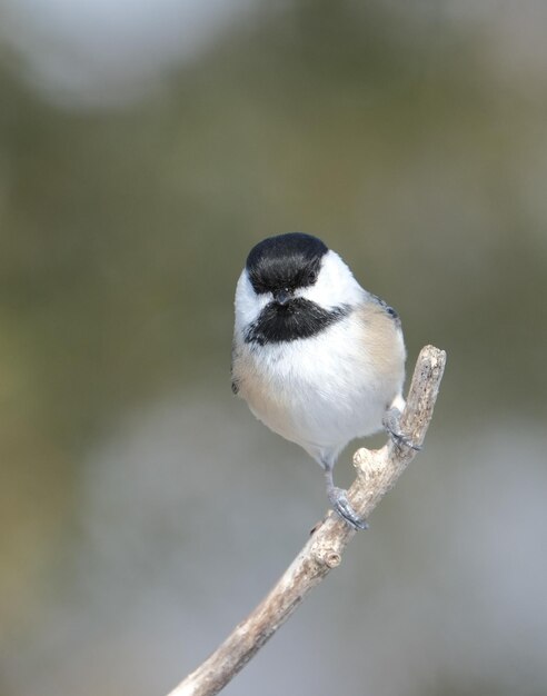 Foto close-up van een chickadee die op een twijg zit