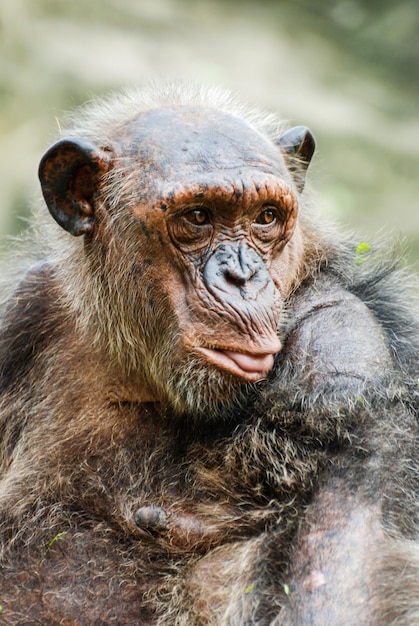 Close-up van een chimpansee die wegkijkt