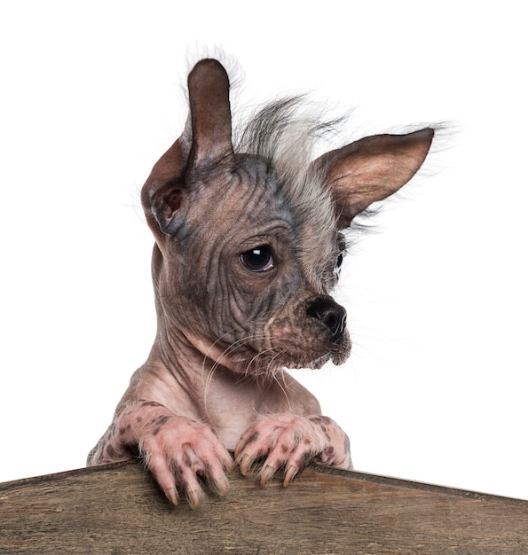 Close-up van een Chinese crested dog leunend op een houten bord geïsoleerd op wit