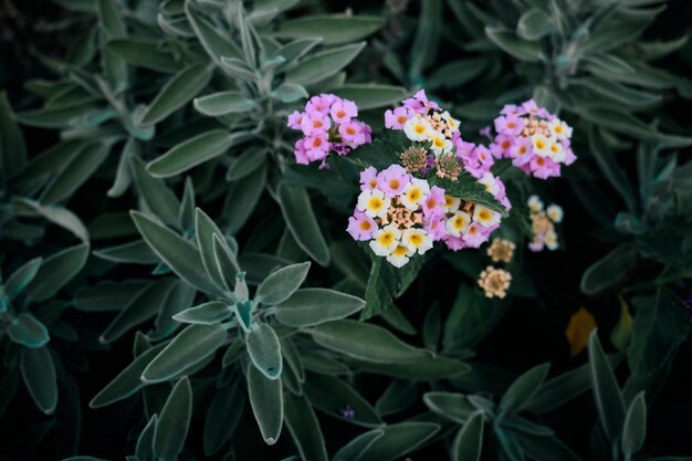 Close-up van een cluster van kleine pastel paarse en gele bloemen bij zonsondergang