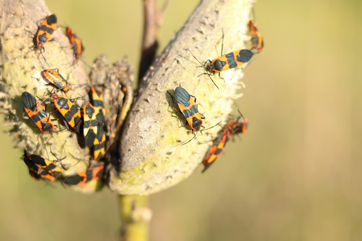 Foto close-up van een cluster van milkweed bugs op een paar milkweed peulen