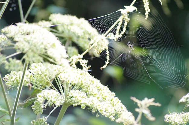 Foto close-up van een cobweb op witte bloemen