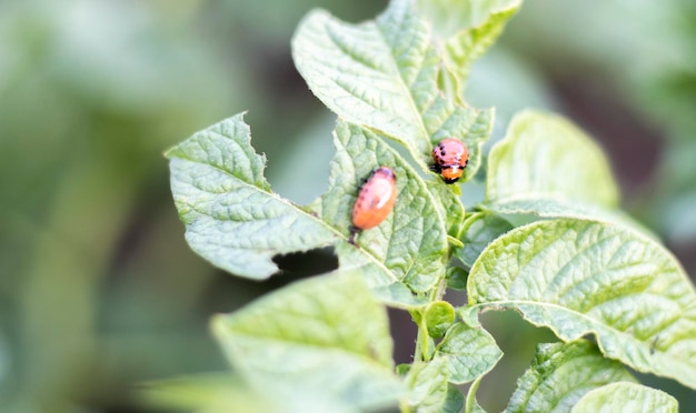 Close-up van een Colorado gestreepte keverlarve op beschadigde aardappelbladeren Leptinotarsa Decemlineata