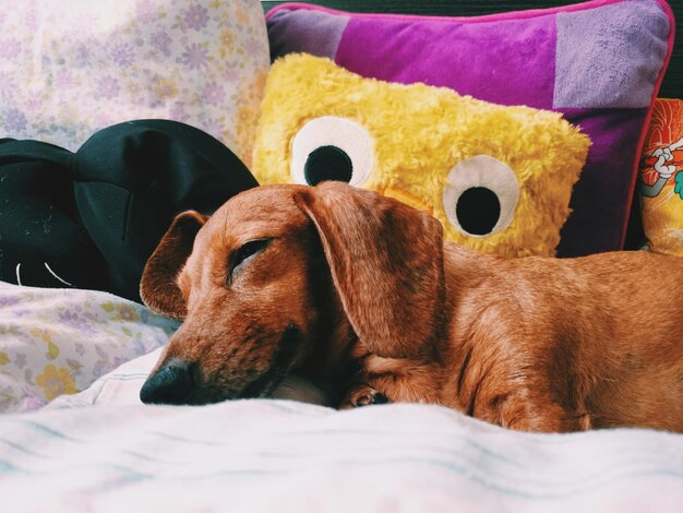 Foto close-up van een dachshund die op bed rust