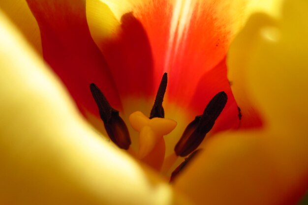 Foto close-up van een daglelie die buiten bloeit