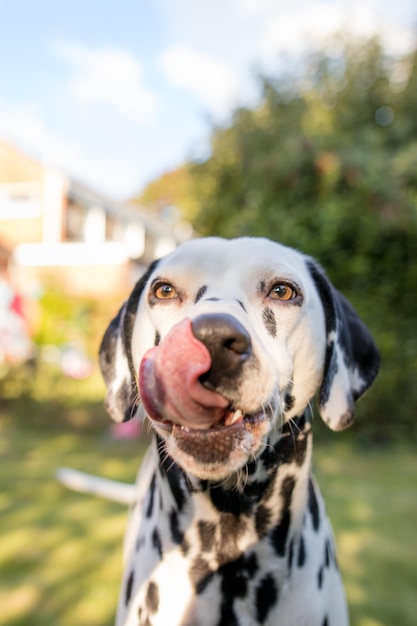 Foto close-up van een dalmatische hond die zijn tong uitsteekt.