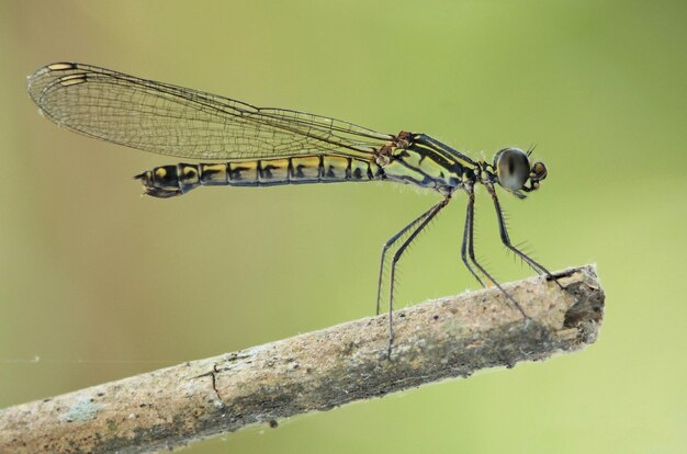 Foto close-up van een damselfly die op een blad zit