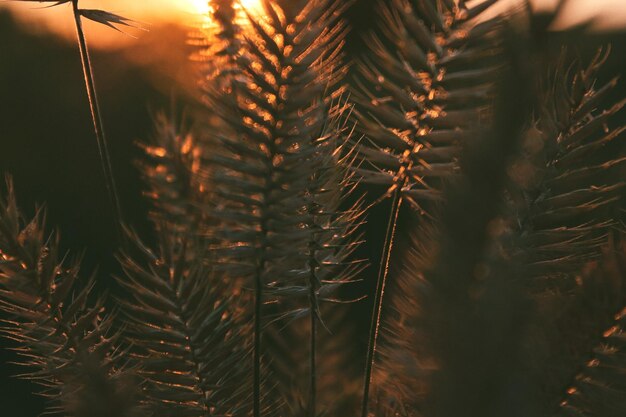Close-up van een dennenboom bij zonsondergang