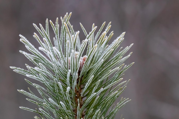Foto close-up van een dennenboom in de winter