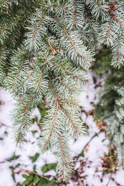 Close-up van een dennenboom in de winter