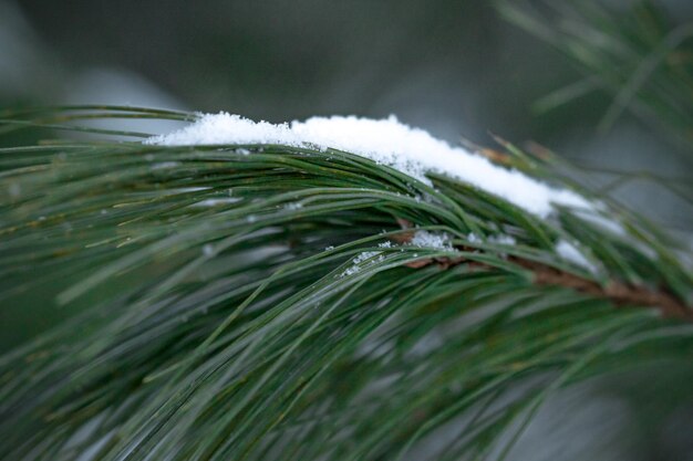Close-up van een dennenboom in de winter