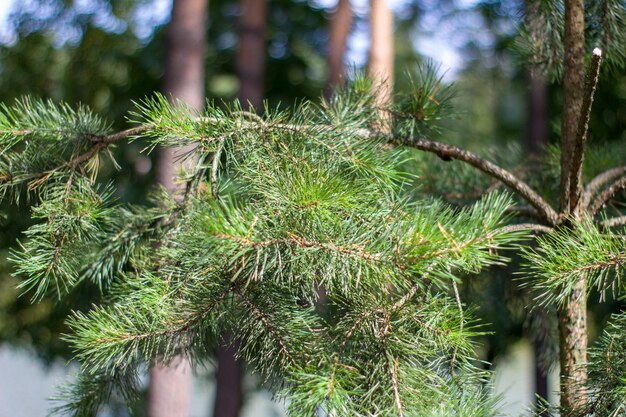 Foto close-up van een dennenboom in het bos