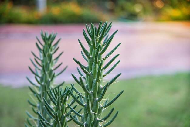 Foto close-up van een dennenboom in het veld