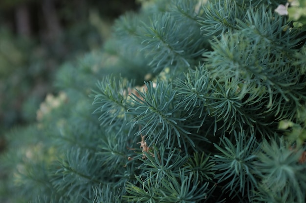 Close-up van een dennenboom