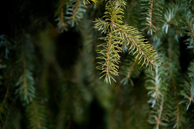 Foto close-up van een dennenboom