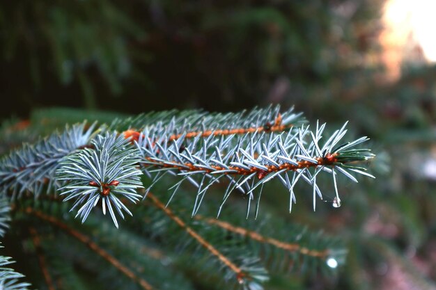 Foto close-up van een dennenboom