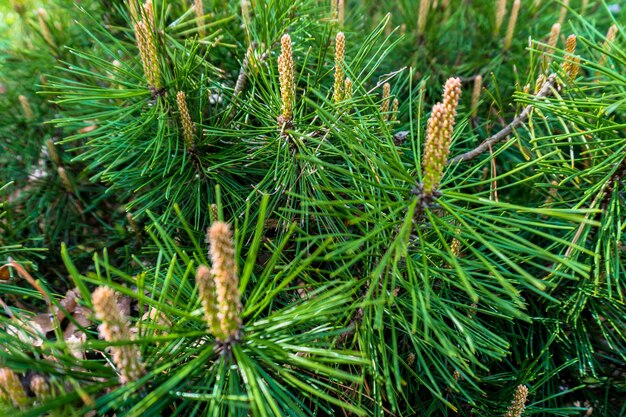 Close-up van een dennenboom