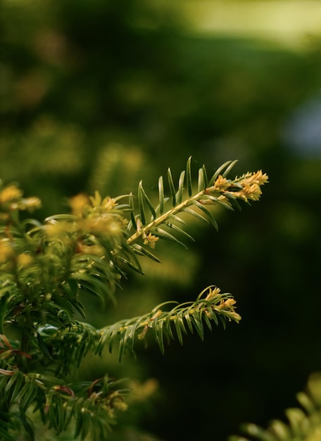 Close-up van een dennenboom