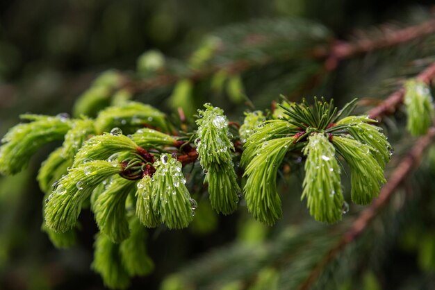 Foto close-up van een dennenboom