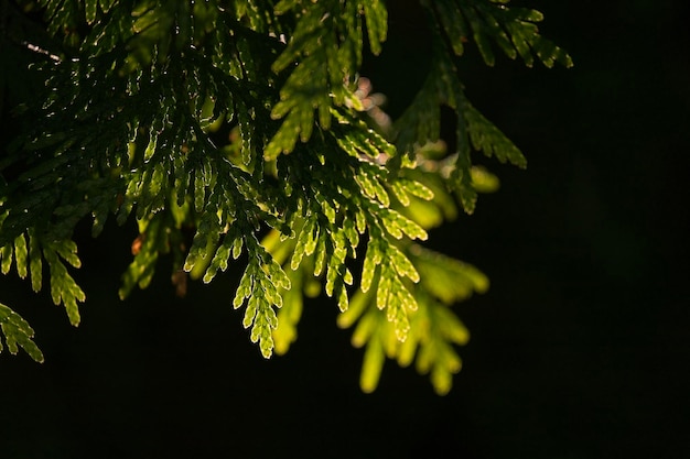 Foto close-up van een dennenboom