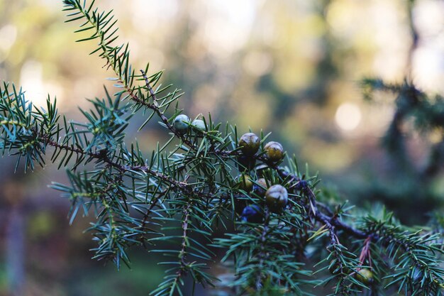 Close-up van een dennenboom