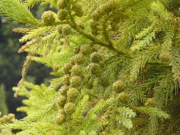 Foto close-up van een dennenboom