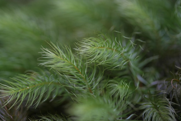 Close-up van een dennenboom