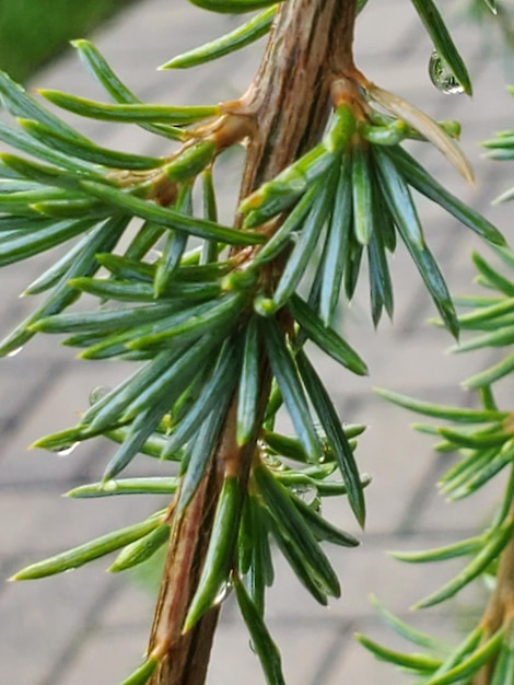 Foto close-up van een dennenboom