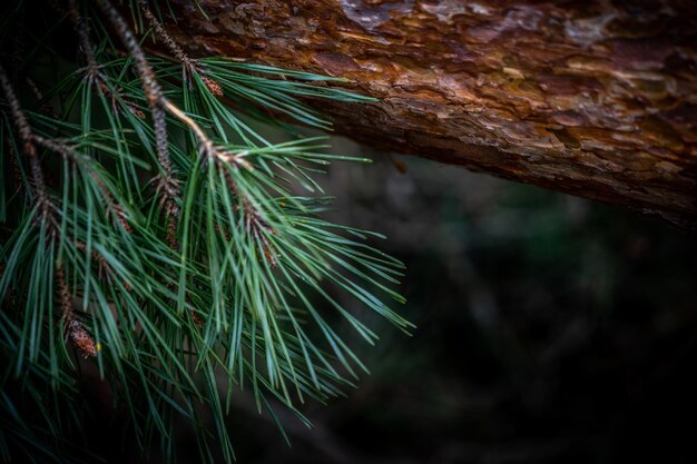 Foto close-up van een dennenboom