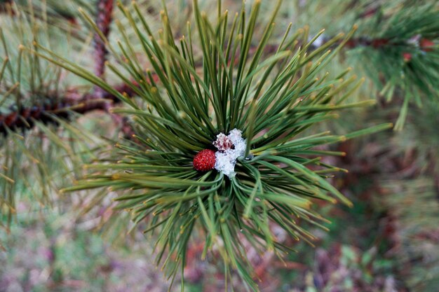 Foto close-up van een dennenboom