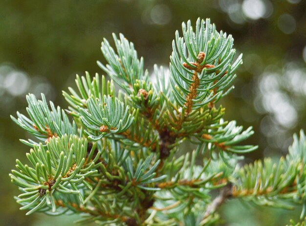 Foto close-up van een dennenboom