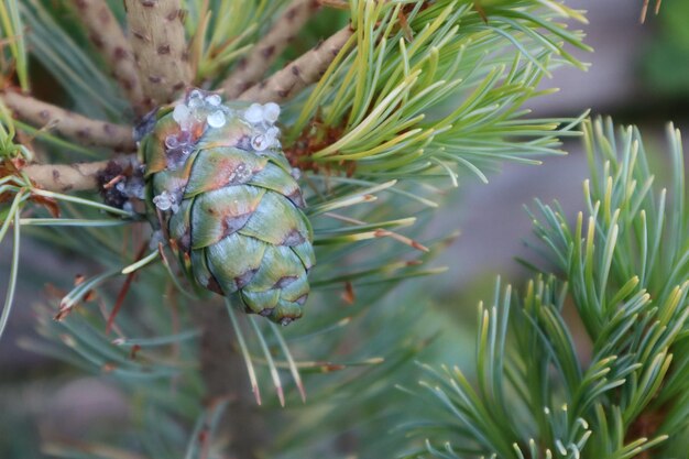 Close-up van een dennenboom