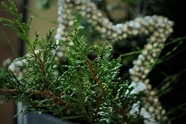 Foto close-up van een dennenboom