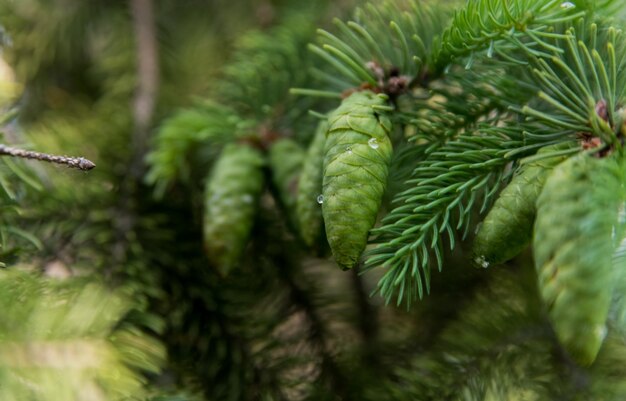 Close-up van een dennenboom