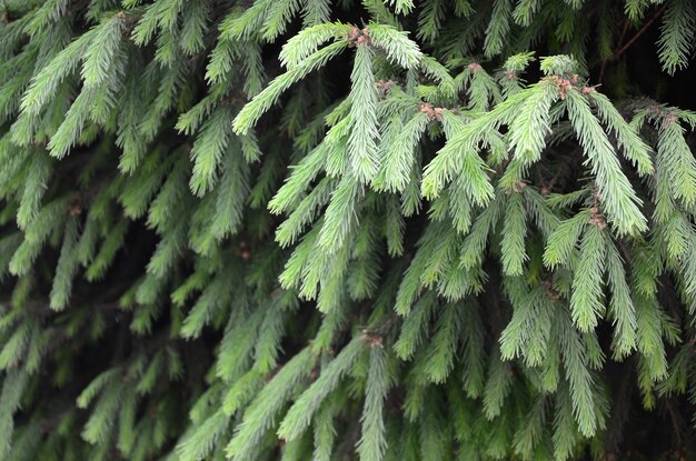 Foto close-up van een dennenboom