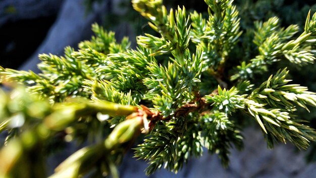 Foto close-up van een dennenboom