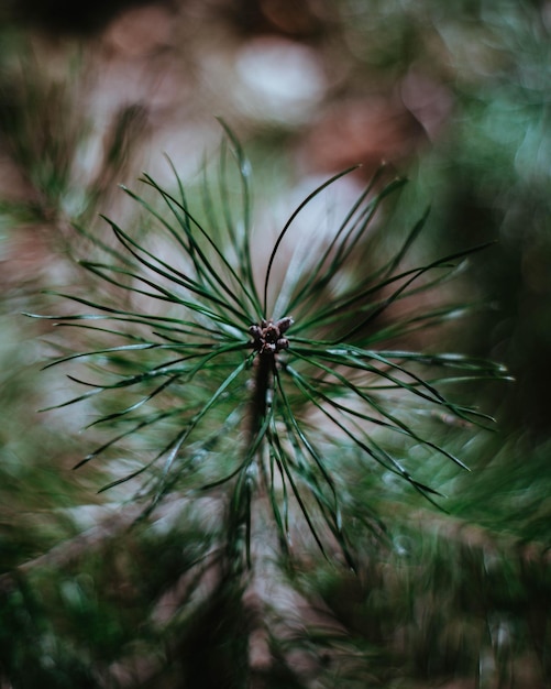 Foto close-up van een dennenboom