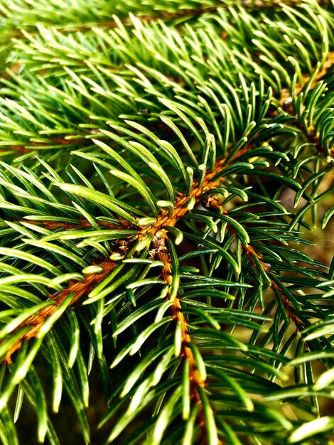 Foto close-up van een dennenboom