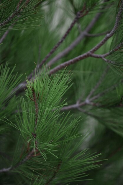 Close-up van een dennenboom