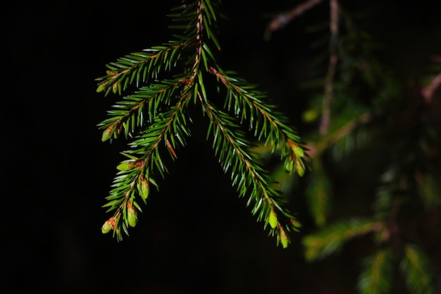 Foto close-up van een dennenboom