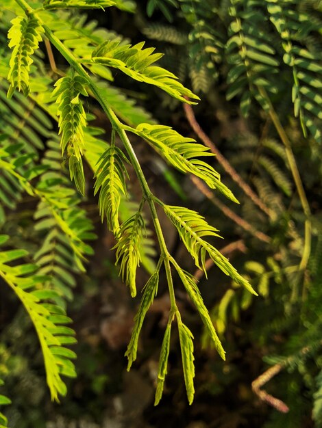 Foto close-up van een dennenboom