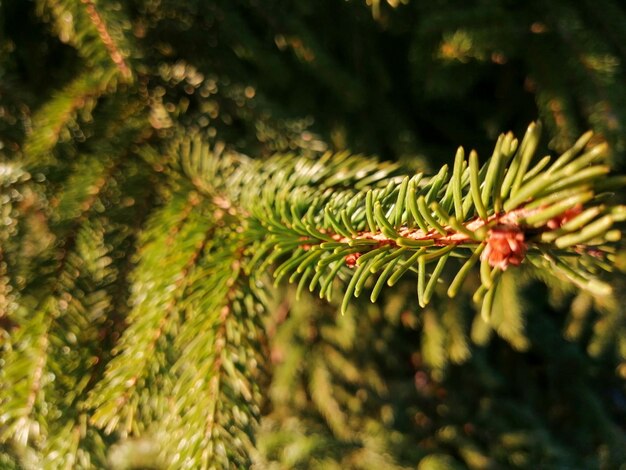 Close-up van een dennenboom