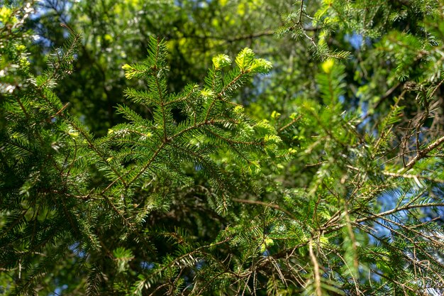 Close-up van een dennenboom