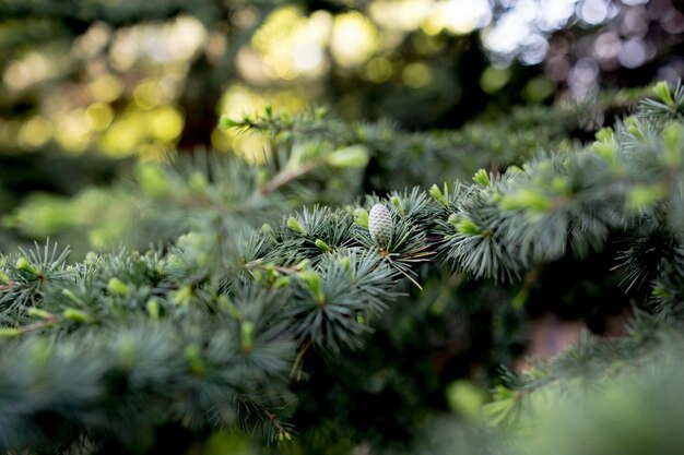 Foto close-up van een dennenboom