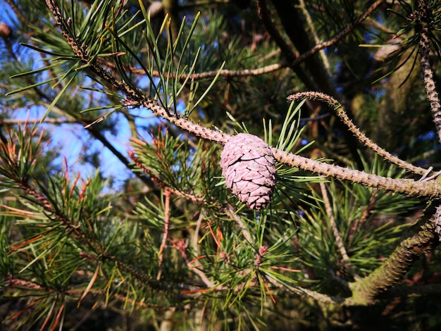 Foto close-up van een dennenkegel op een boom